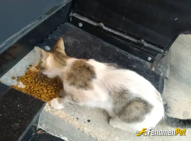 ogulife05 sokak hayvanını besliyor