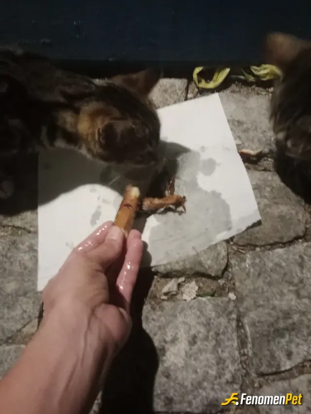 Hera69 sokak hayvanını besliyor