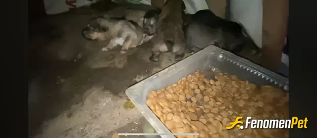 Ragnarss sokak hayvanını besliyor