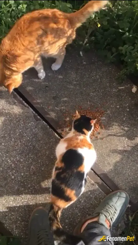 katestroy sokak hayvanını besliyor