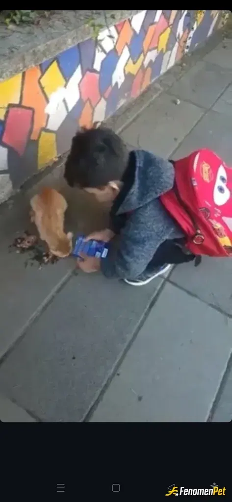 aniteyup sokak hayvanını besliyor