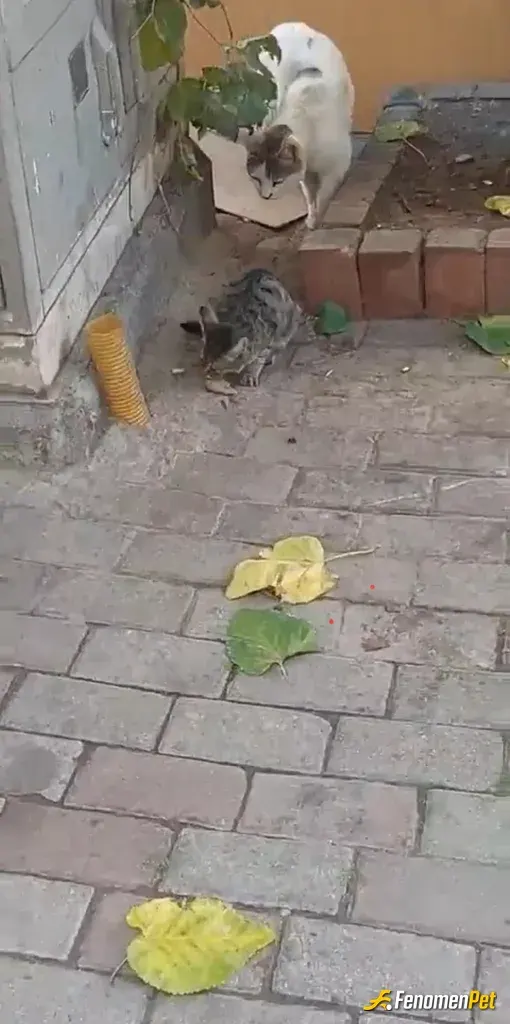 kabasakal44 sokak hayvanını besliyor