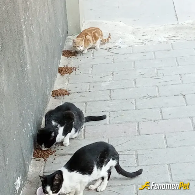 Nursel020 sokak hayvanını besliyor