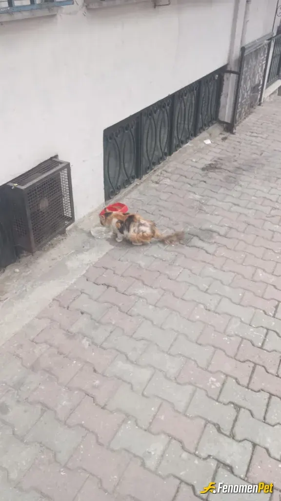 Odunherif34 sokak hayvanını besliyor