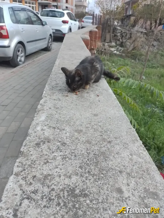 atkndvn sokak hayvanını besliyor