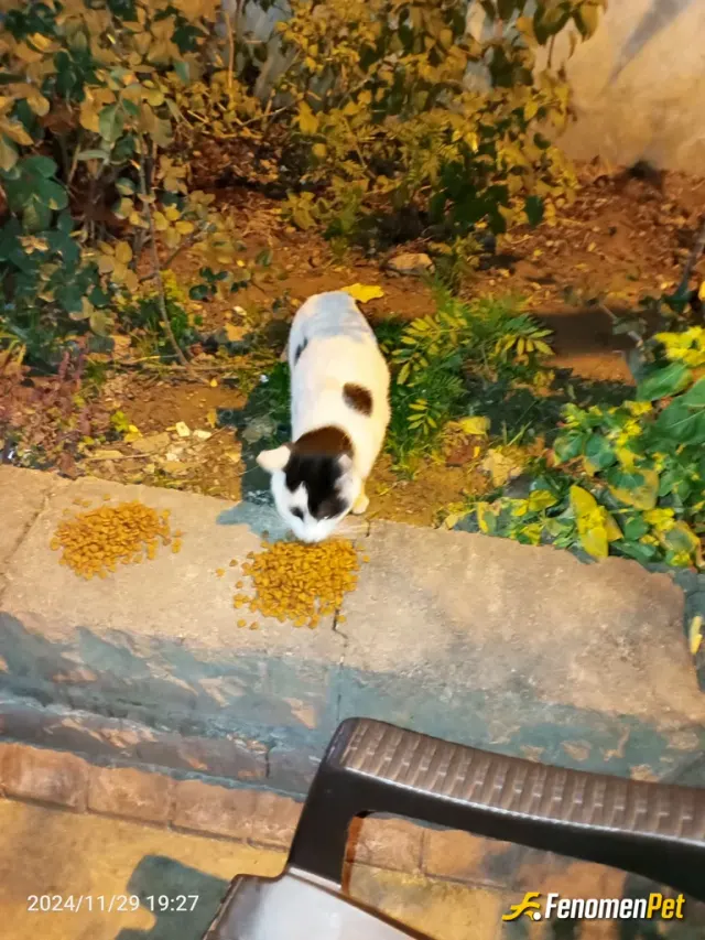 Kooj89 sokak hayvanını besliyor