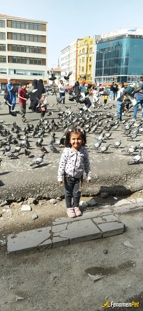 teknikyen19 sokak hayvanını besliyor