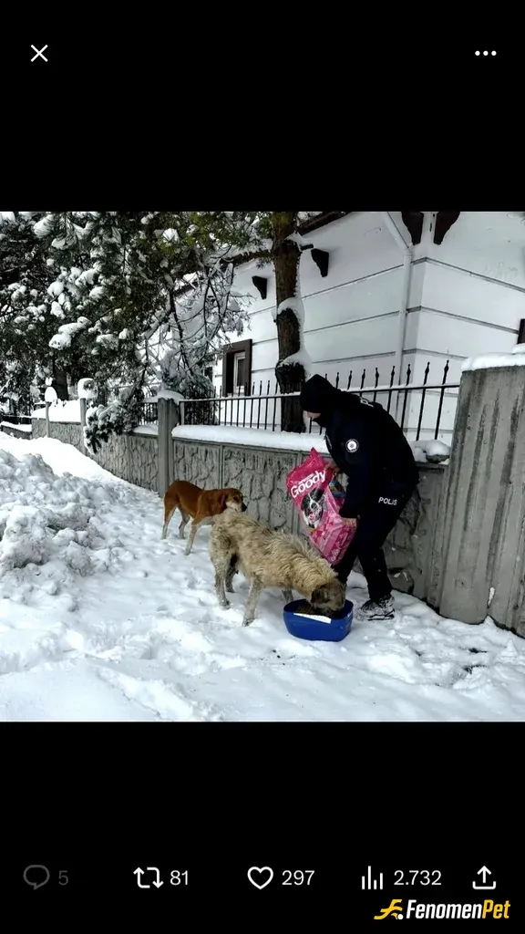 gul76 sokak hayvanını besliyor