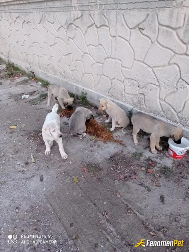 mumiii sokak hayvanını besliyor
