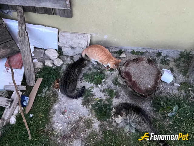 rivolta sokak hayvanını besliyor