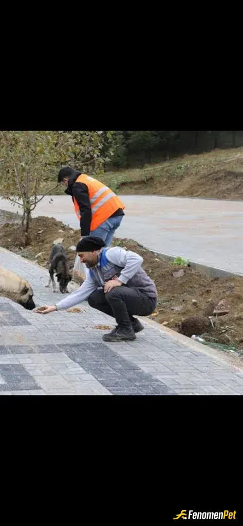Sonyasam sokak hayvanını besliyor