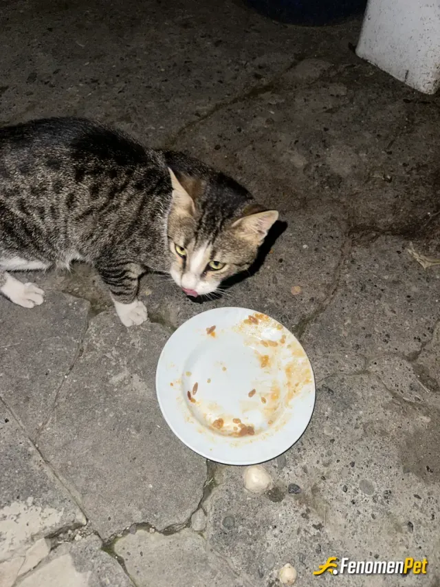 Jejesee sokak hayvanını besliyor