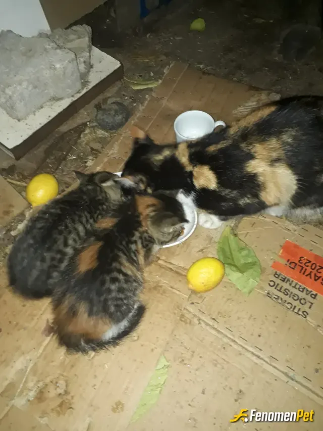 Furyman sokak hayvanını besliyor