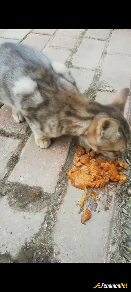 harunkrtldu sokak hayvanını besliyor