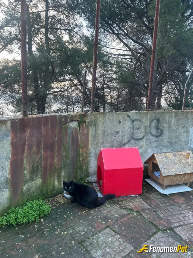Tuko361 sokak hayvanını besliyor
