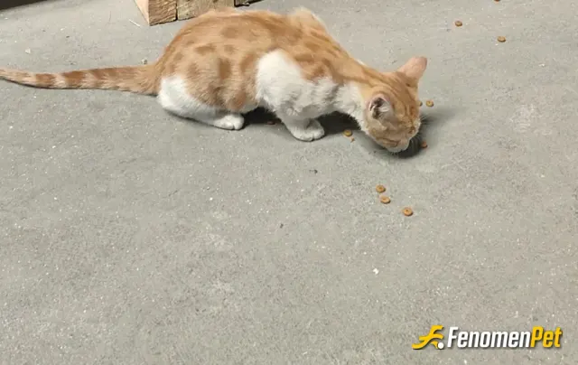 ylcndgdln1 sokak hayvanını besliyor
