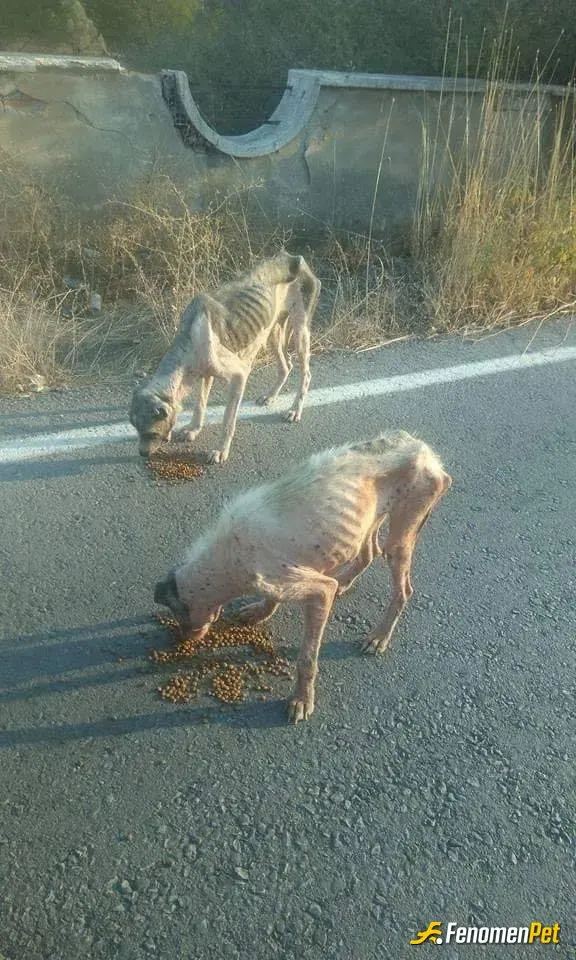 esen42 sokak hayvanını besliyor
