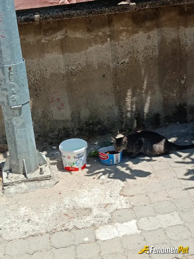 Tugcem1010 sokak hayvanını besliyor