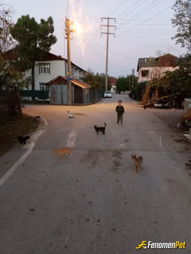 manyakk4181 sokak hayvanını besliyor