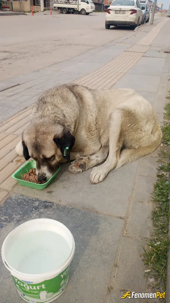 Melom sokak hayvanını besliyor
