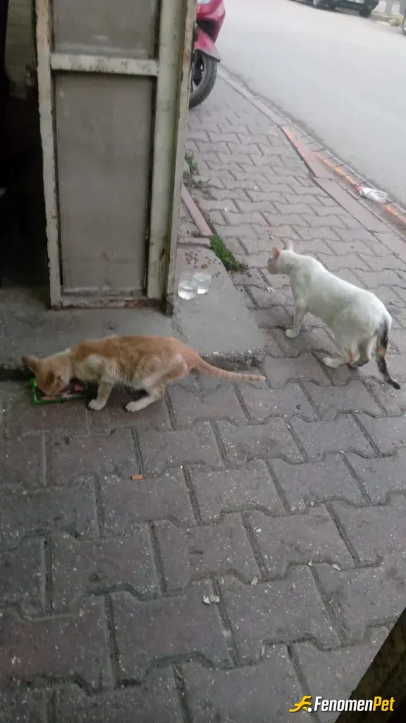 Kukla0102 sokak hayvanını besliyor
