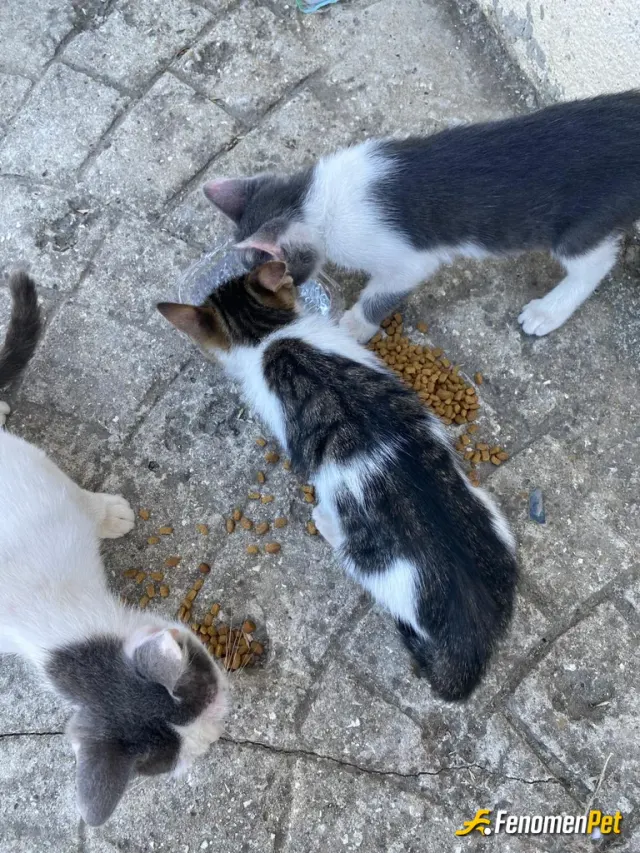 Bengeldim11 sokak hayvanını besliyor
