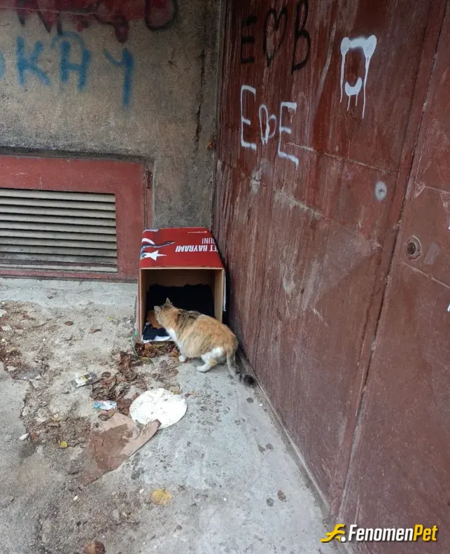 Slvester sokak hayvanını besliyor