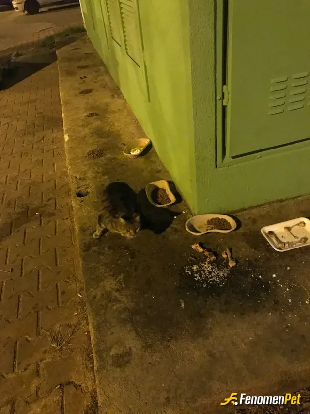 Tommyshelby07 sokak hayvanını besliyor