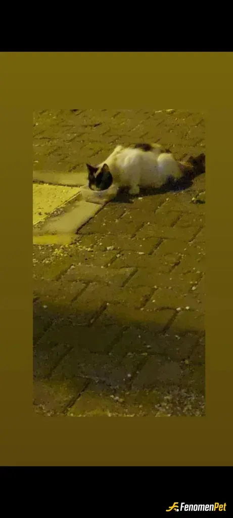 Nero1925 sokak hayvanını besliyor