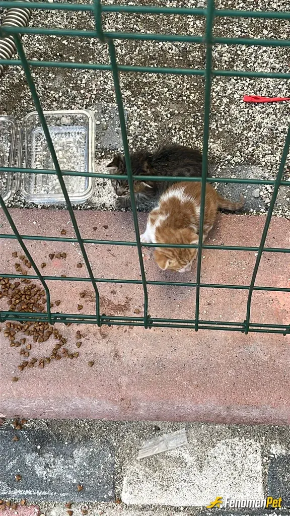 berkekyzz sokak hayvanını besliyor
