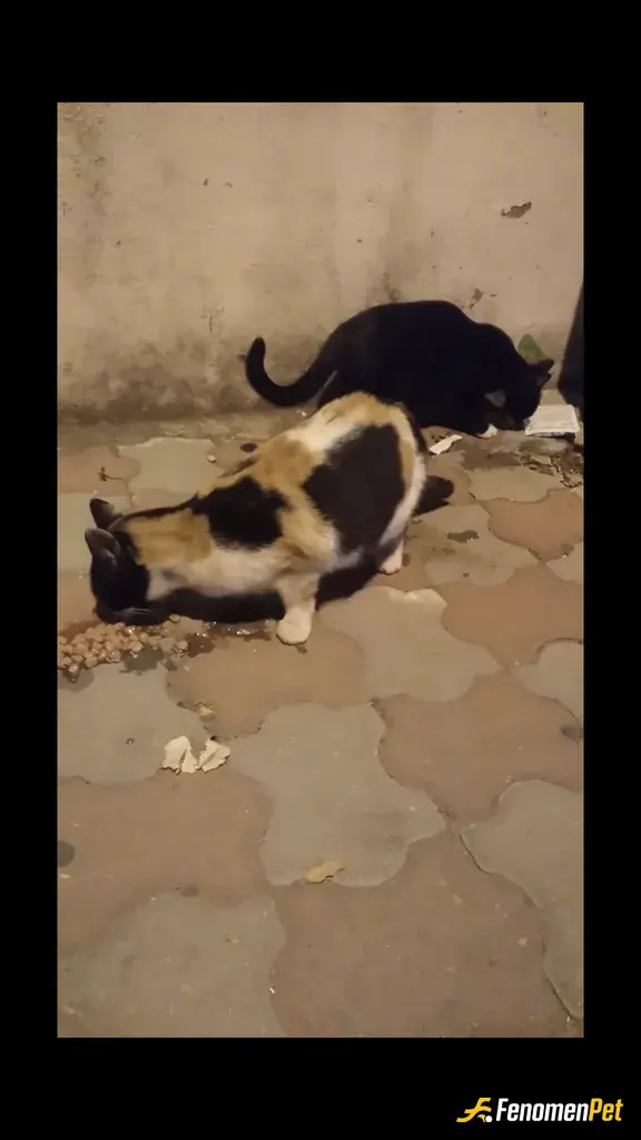 bloddice sokak hayvanını besliyor