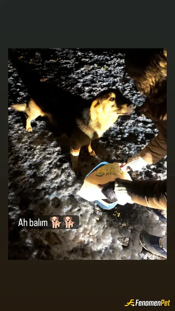 nazoella sokak hayvanını besliyor