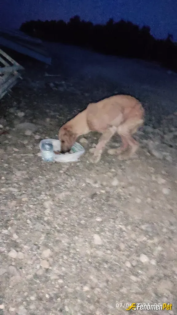 Ozanlg sokak hayvanını besliyor
