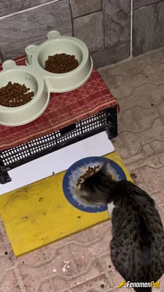 marybaba6116 sokak hayvanını besliyor