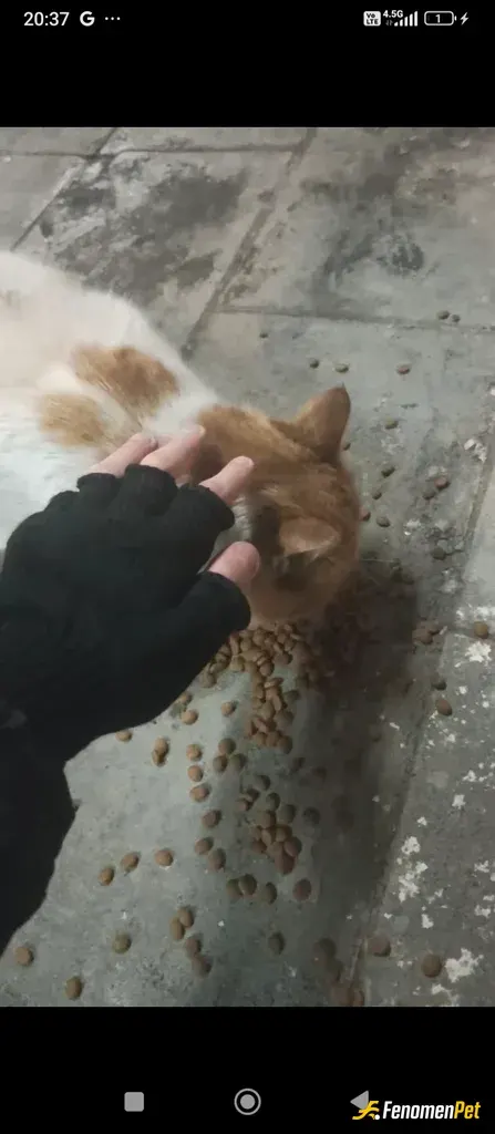 Qwoser sokak hayvanını besliyor