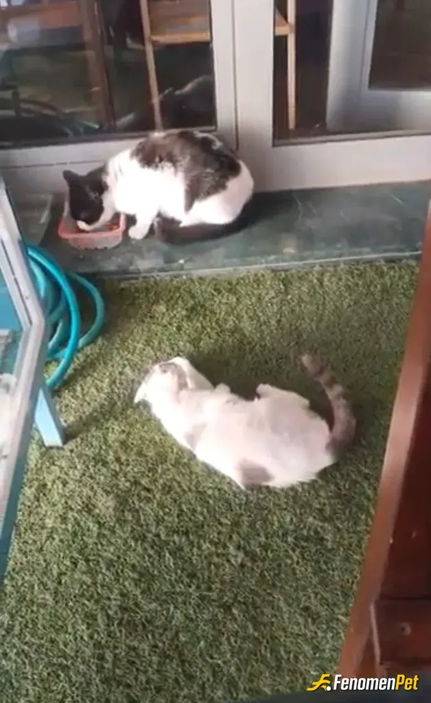 podvolat sokak hayvanını besliyor