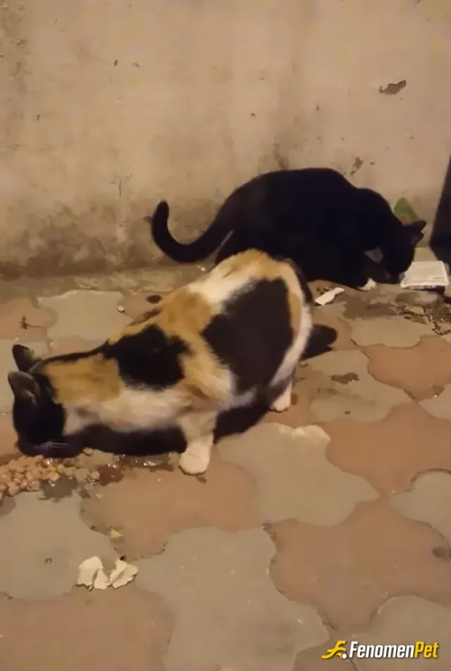 Durkut37 sokak hayvanını besliyor
