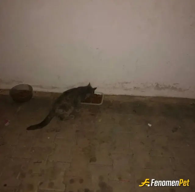 Kaybedena sokak hayvanını besliyor
