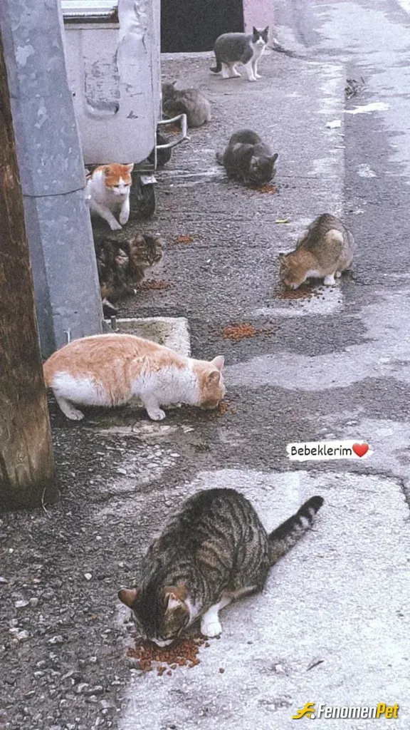 Elifnura sokak hayvanını besliyor