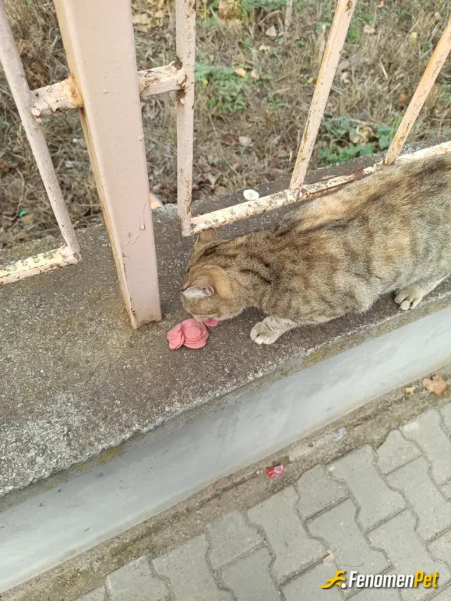 Nzmytvn sokak hayvanını besliyor