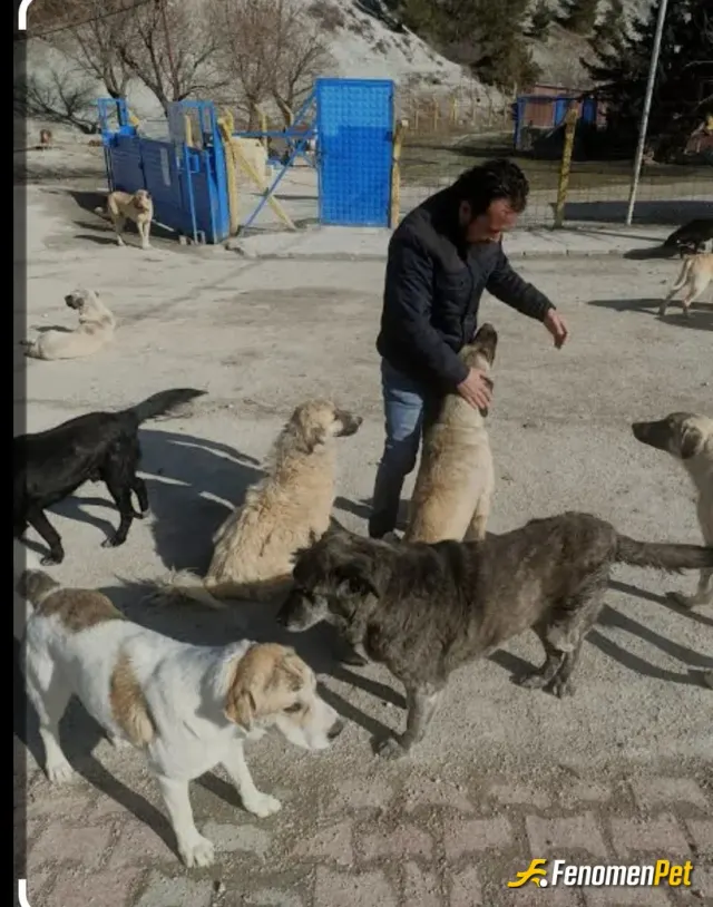 aslan4134 sokak hayvanını besliyor