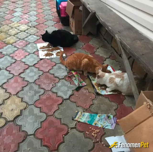 eray75 sokak hayvanını besliyor