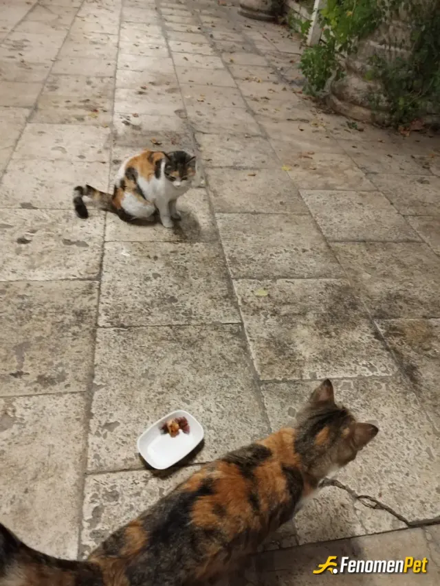 Ozeem56 sokak hayvanını besliyor