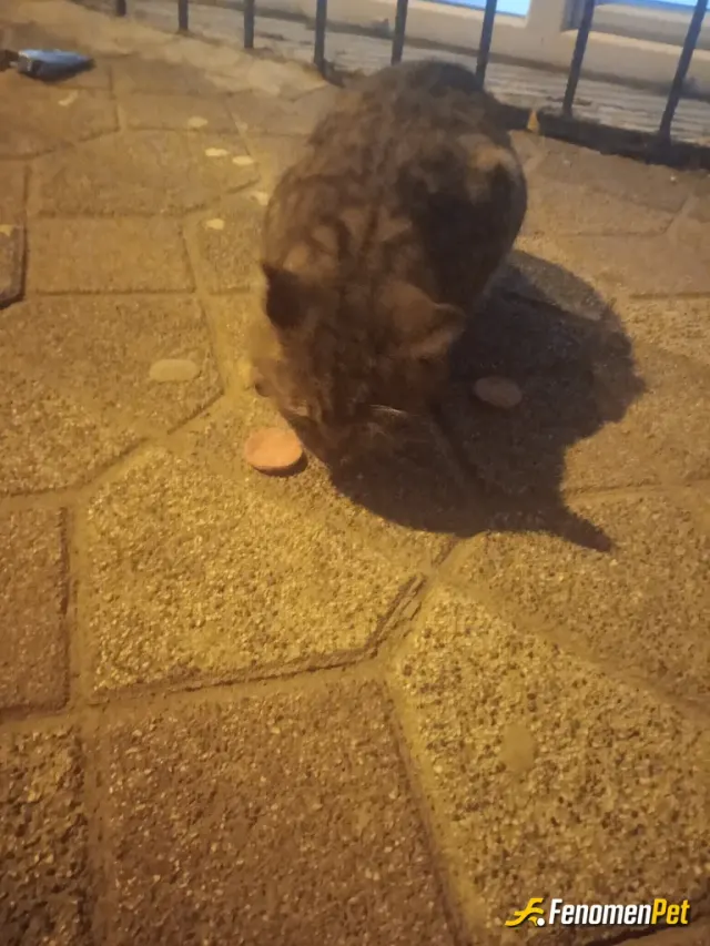 Kukumakusu sokak hayvanını besliyor