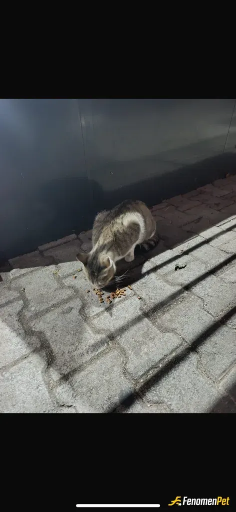 Bkhouse sokak hayvanını besliyor