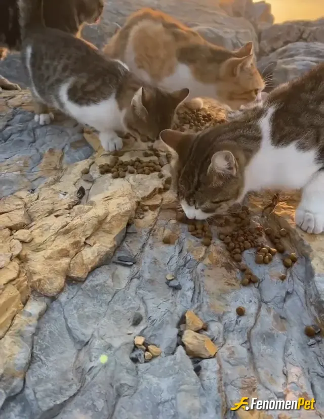 Eyce57 sokak hayvanını besliyor