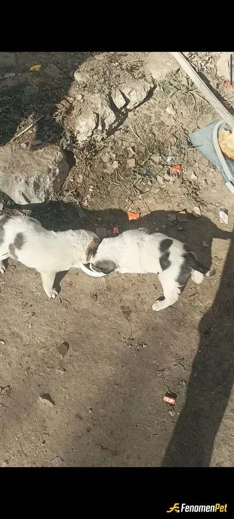 Aydinyakut11 sokak hayvanını besliyor