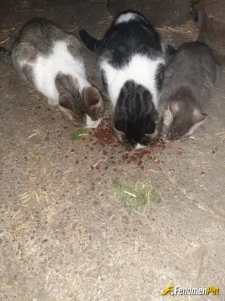 rmzndmrby58 sokak hayvanını besliyor