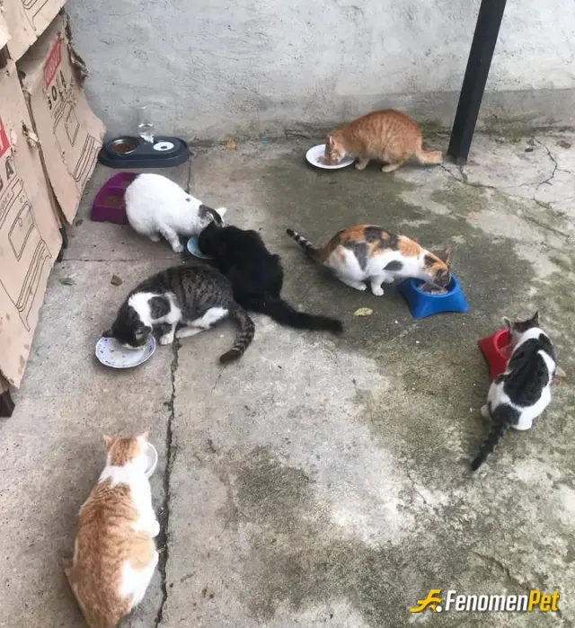 Djfaruk25 sokak hayvanını besliyor