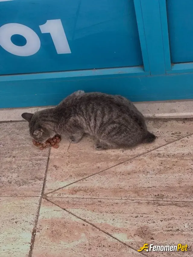 Farukaptan sokak hayvanını besliyor